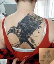 Překrytí ještěrky havranem, rok po zahojení