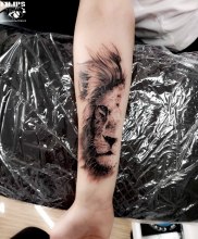 lion