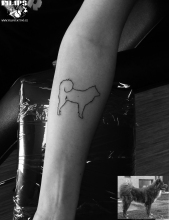 dog