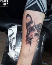 Napojení psíčka na kočku